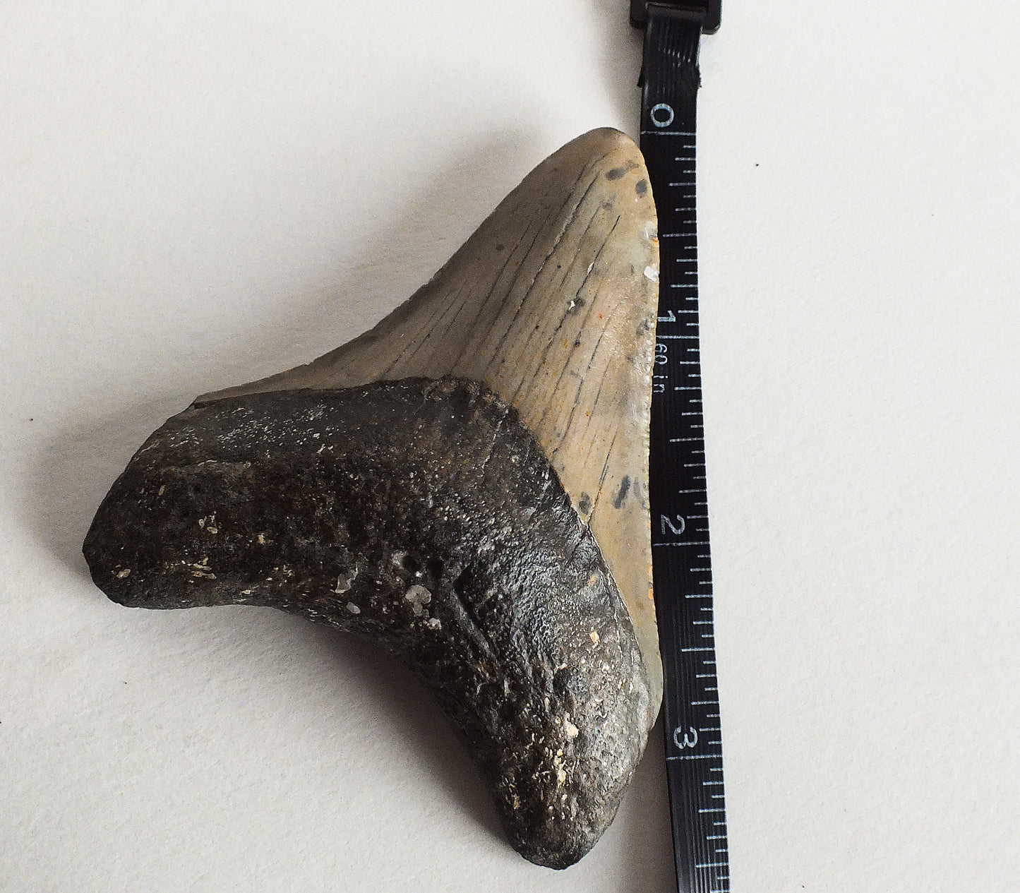 3.49" Megalodon Tooth