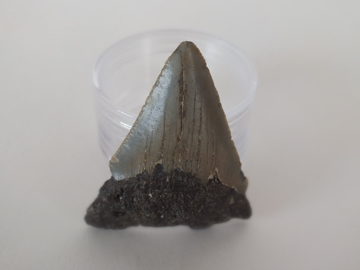 2.55" Megalodon Tooth