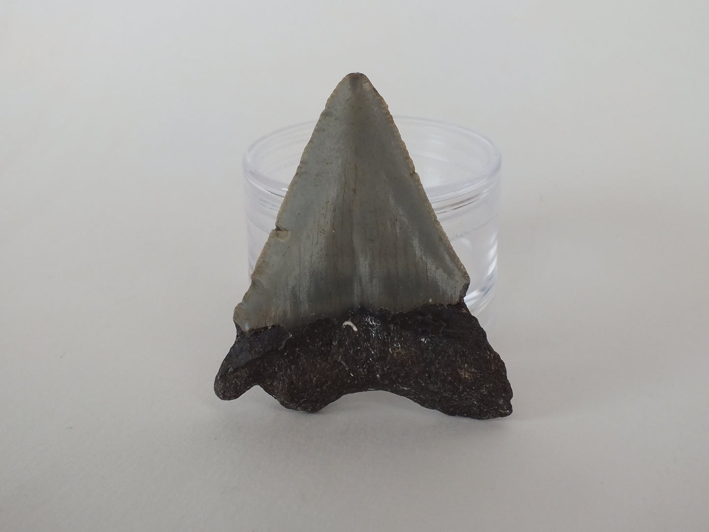 2.55" Megalodon Tooth