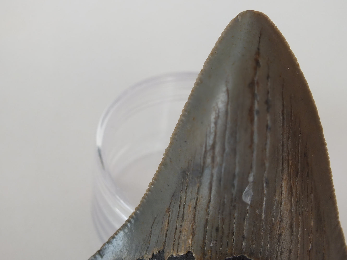 3.34" Megalodon Tooth
