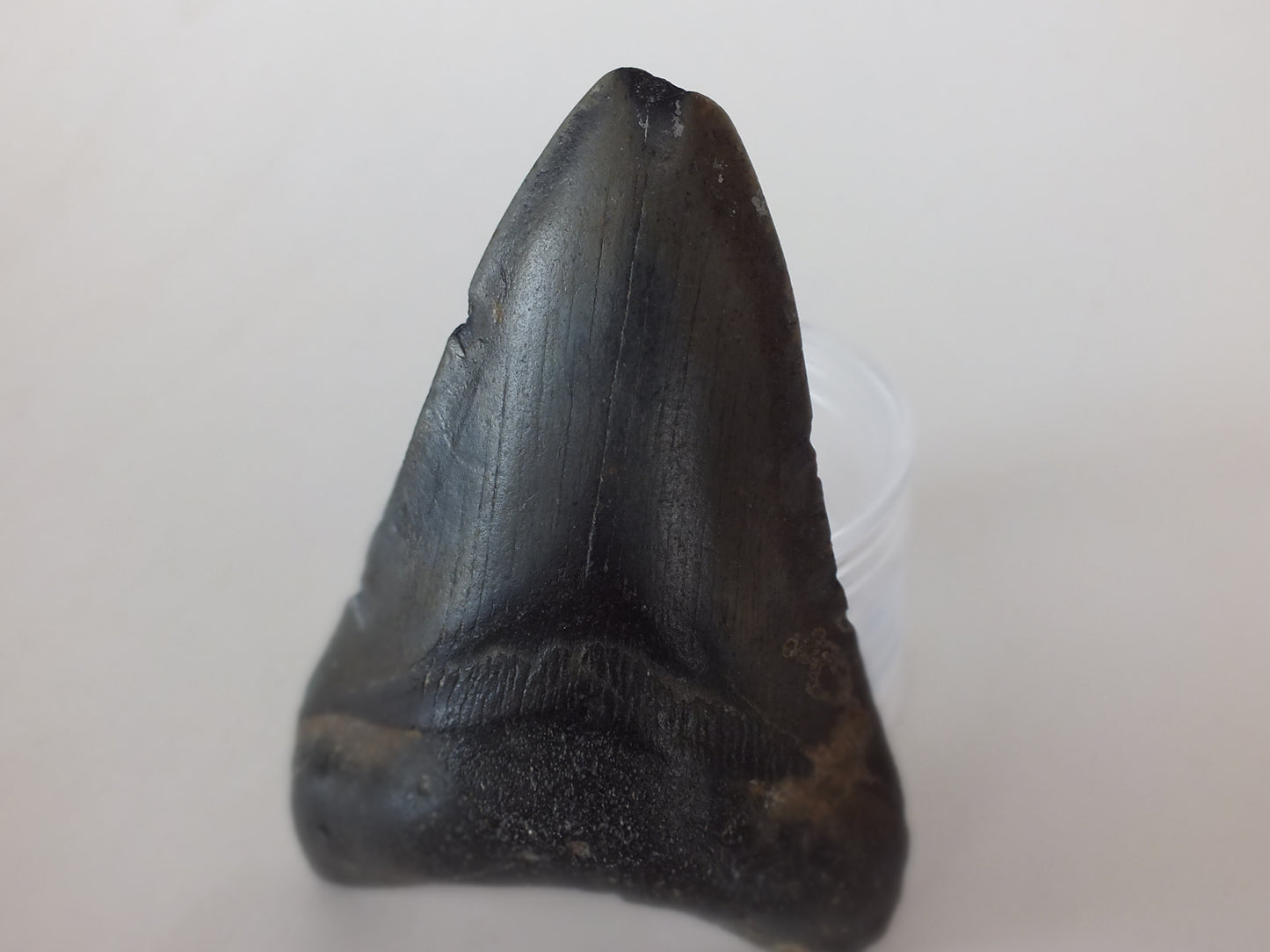 3.25"  Megalodon tooth