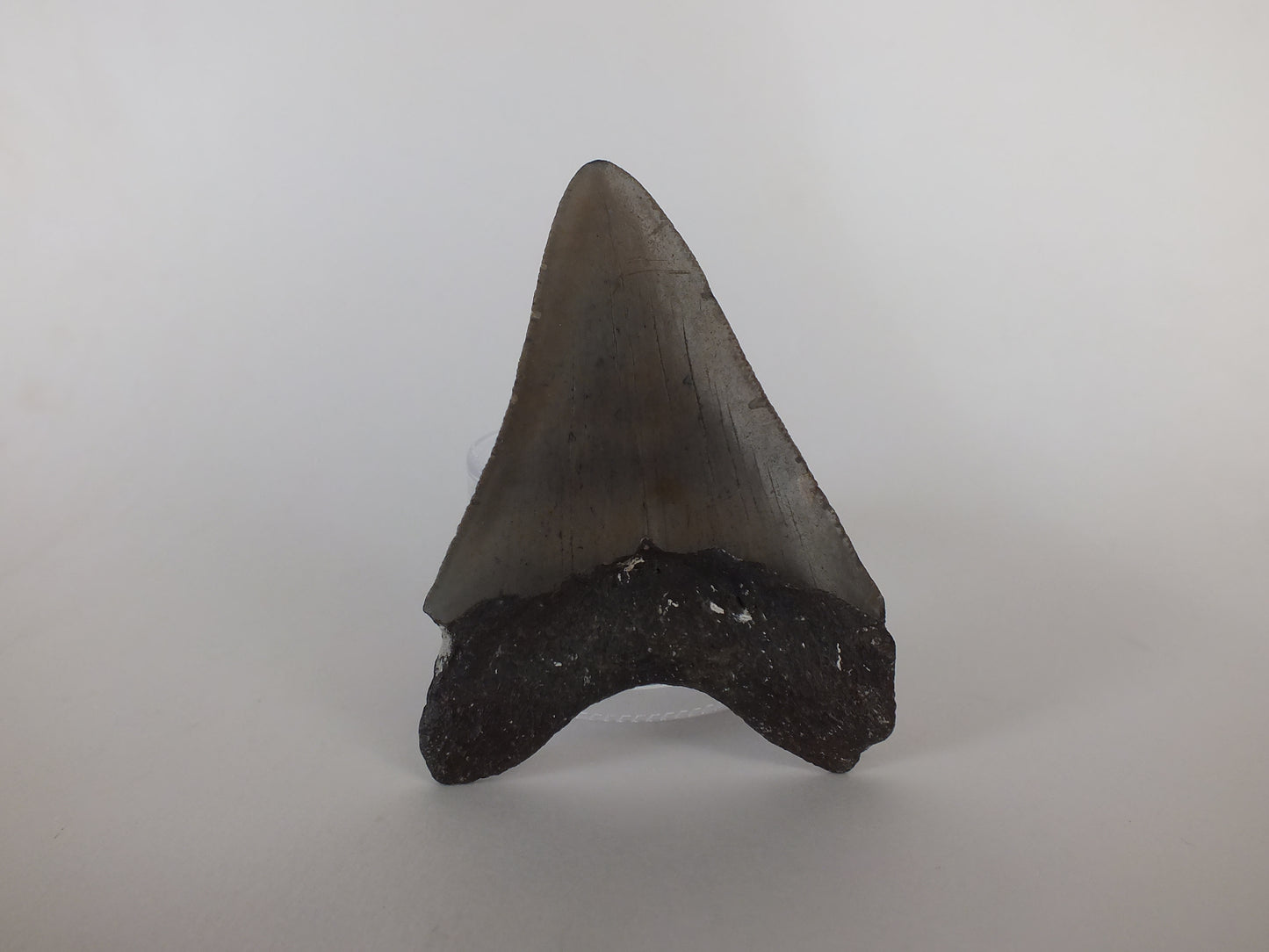 3" Megalodon Tooth