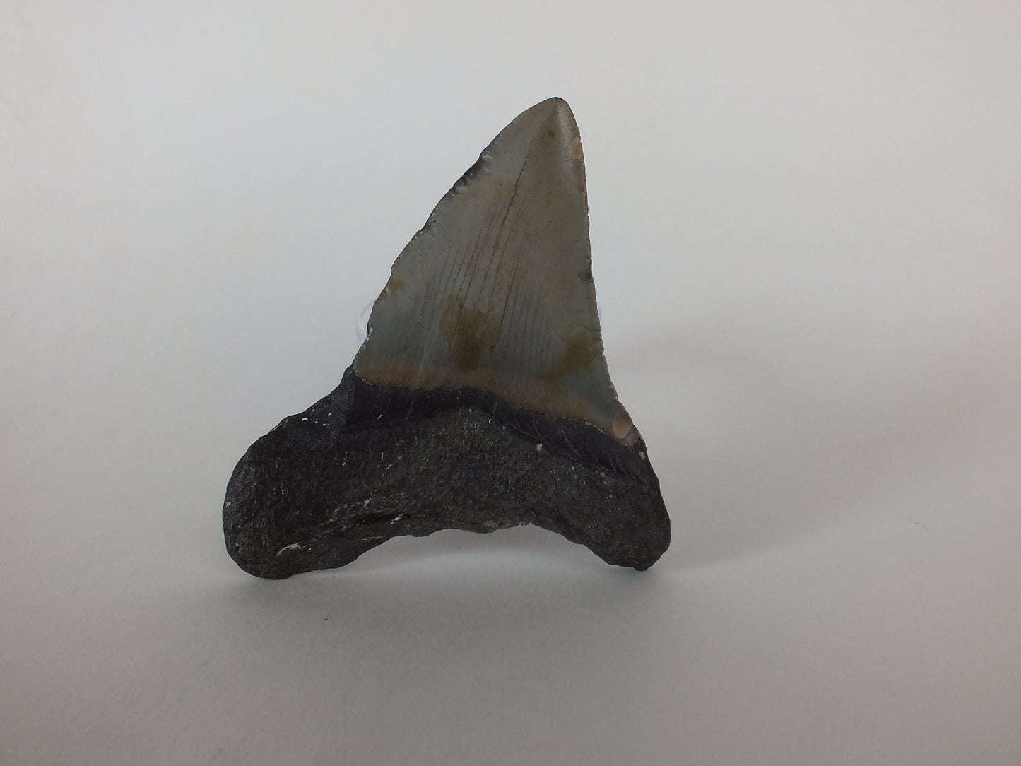 3.5" Megalodon Tooth
