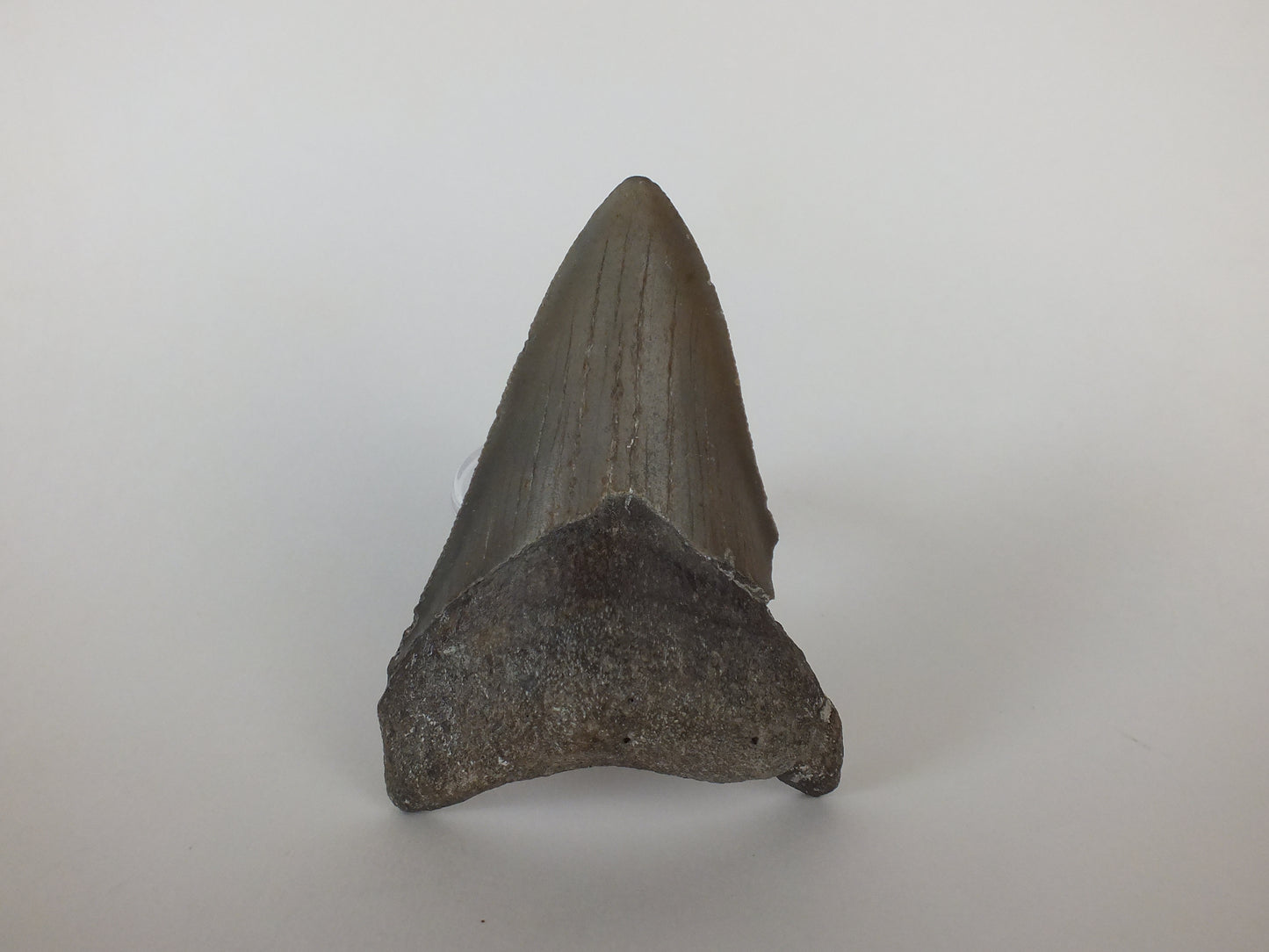 3.58" Megalodon Tooth