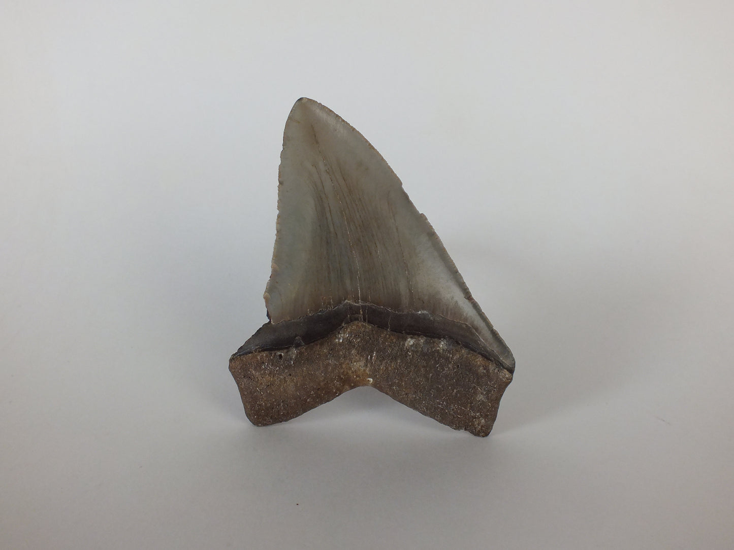 3.93" Megalodon Tooth