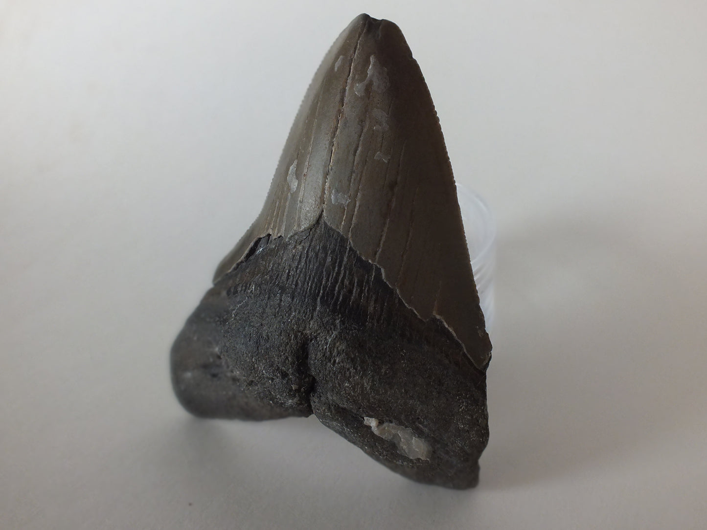 3.75" MegalodonTooth