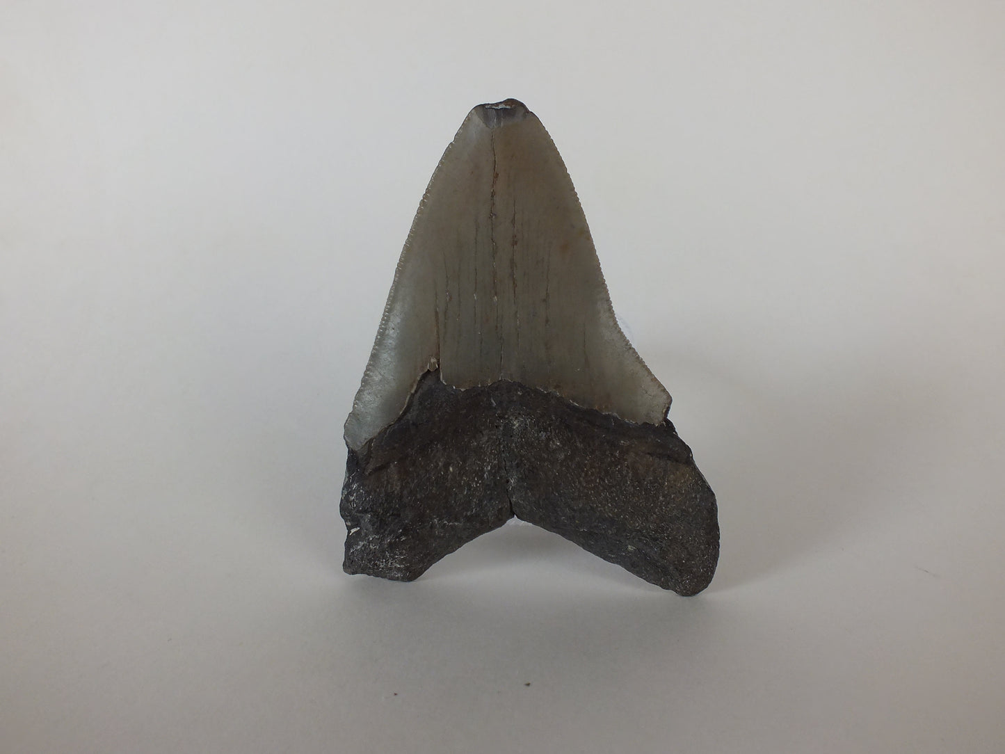 3.75" MegalodonTooth