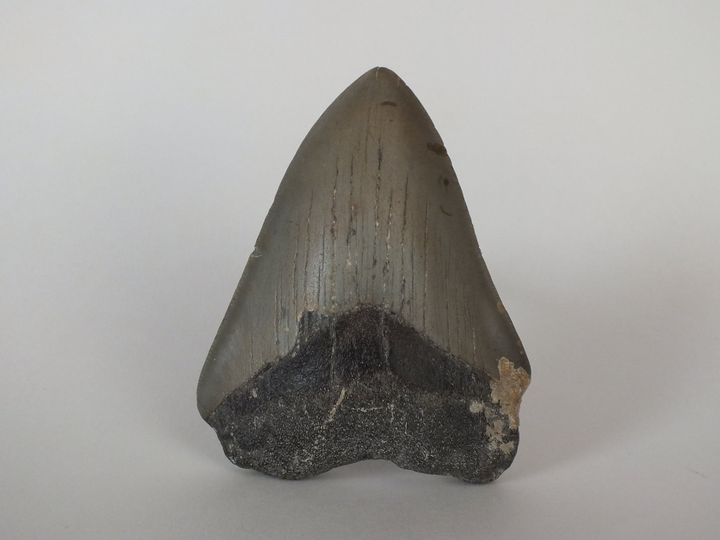 3.77 Megalodon Tooth