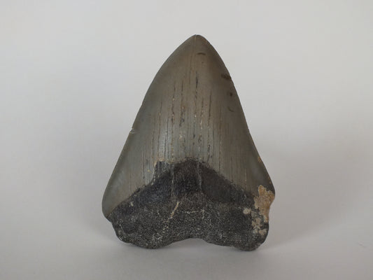 3.77 Megalodon Tooth
