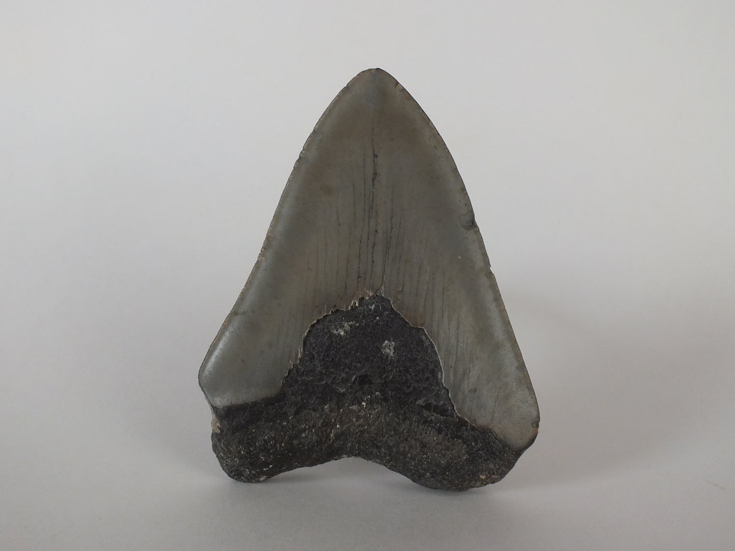 3.77 Megalodon Tooth