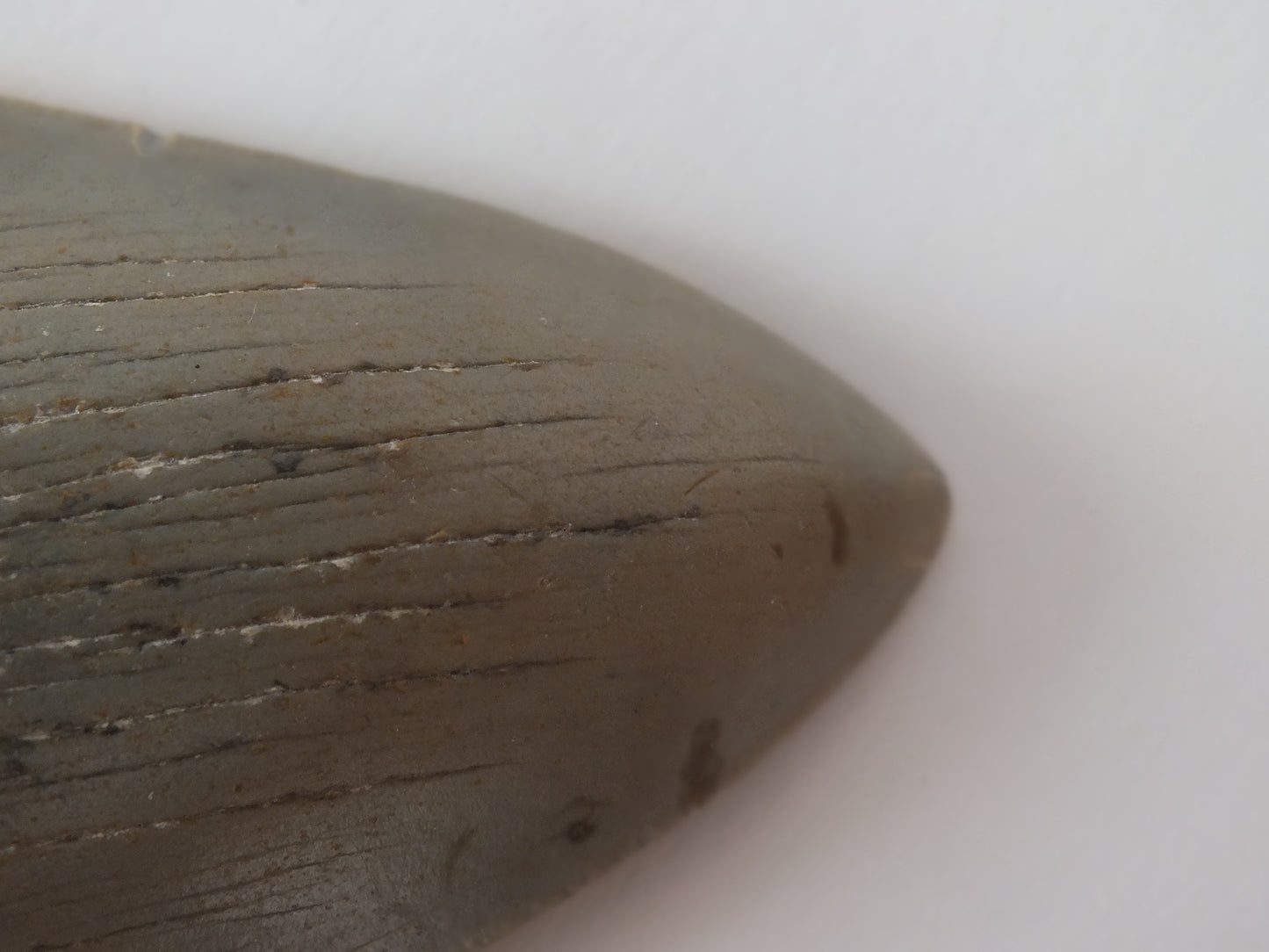 3.77 Megalodon Tooth