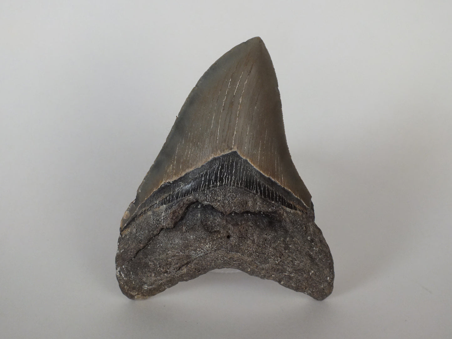 4.5" Megalodon Tooth