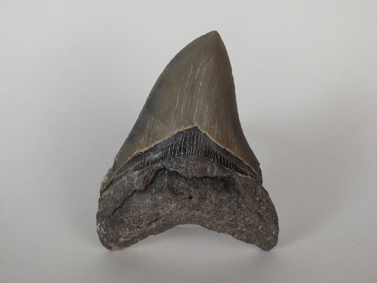 4.5" Megalodon Tooth
