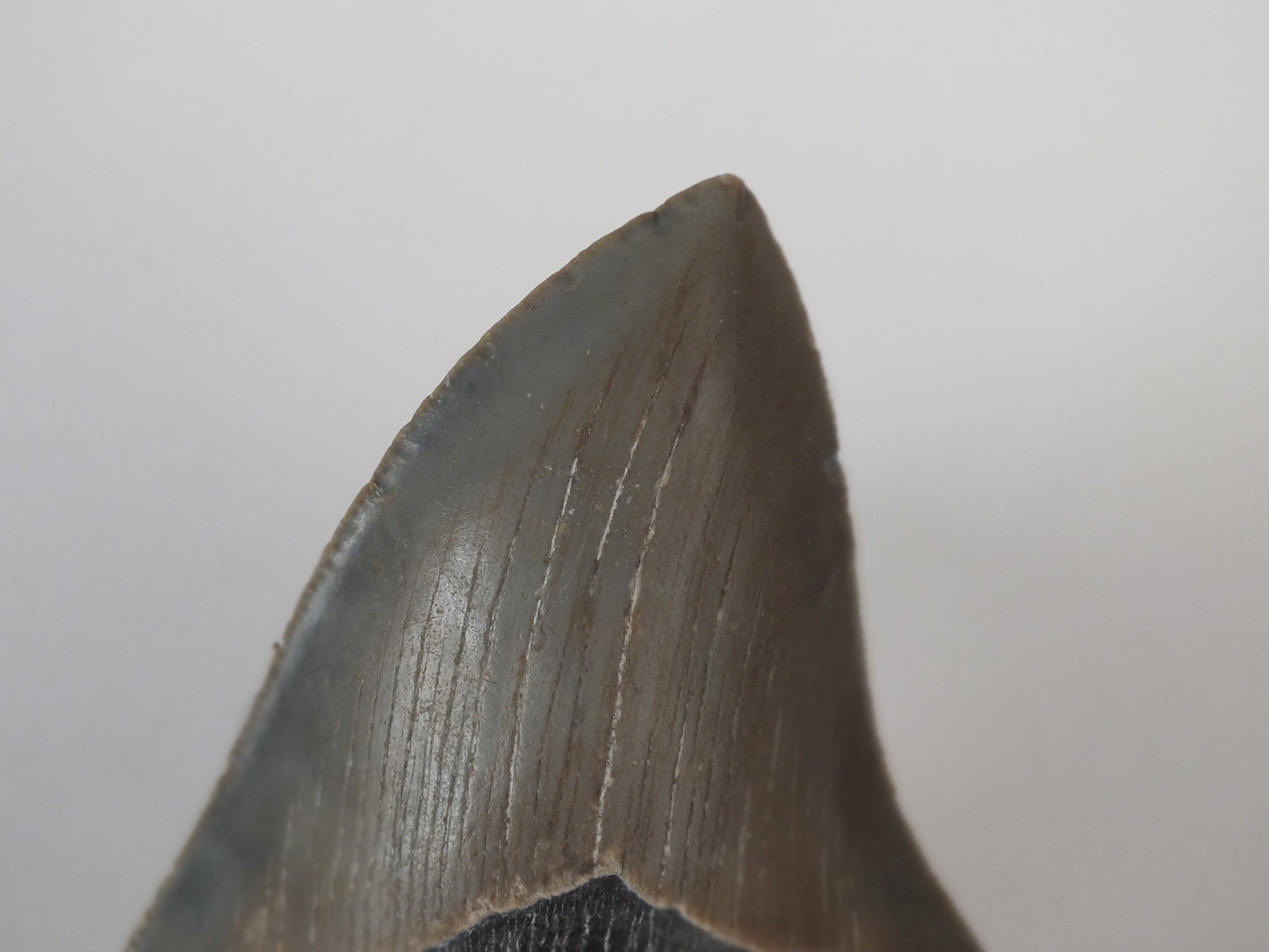 4.5" Megalodon Tooth