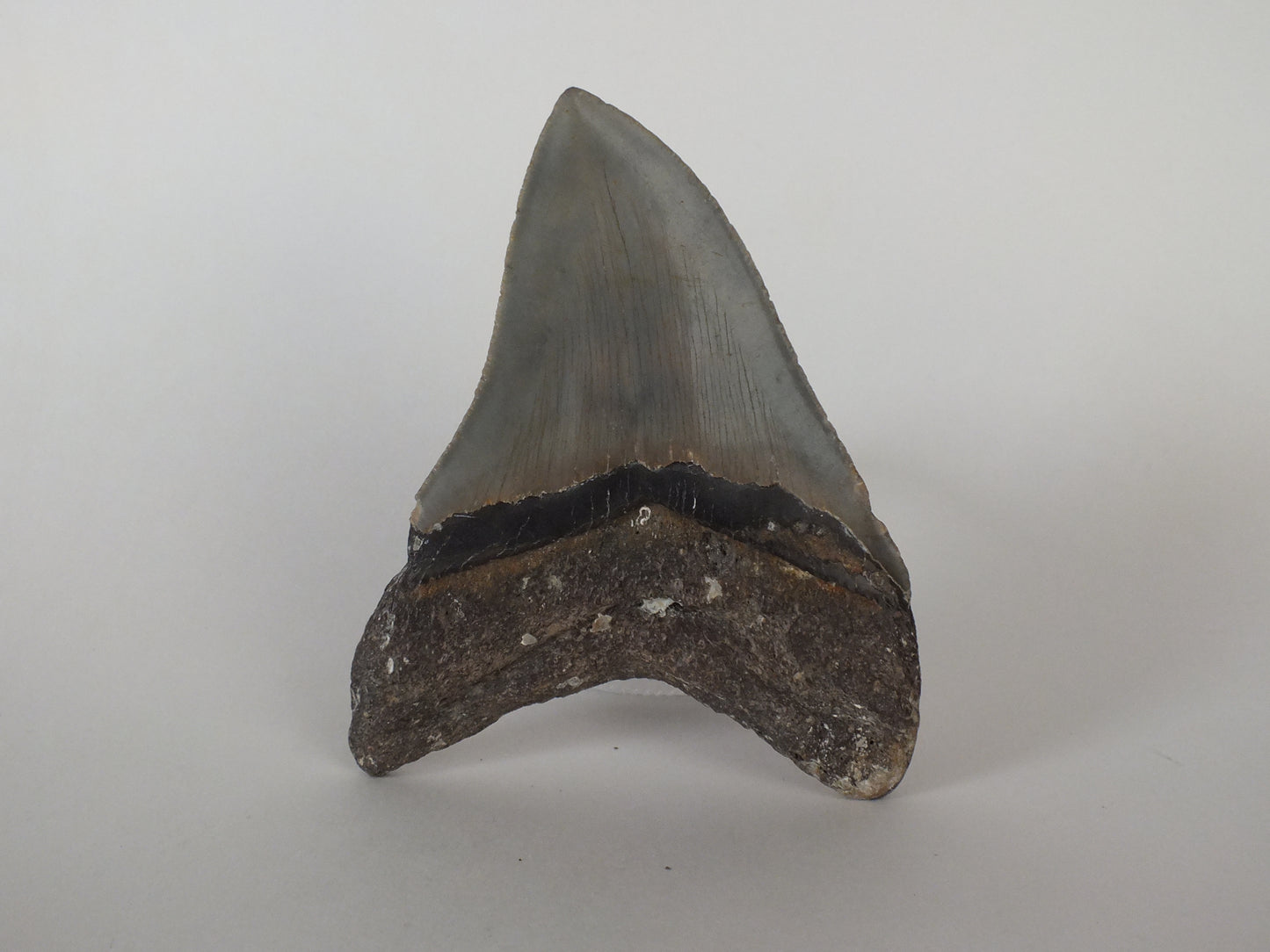4.5" Megalodon Tooth