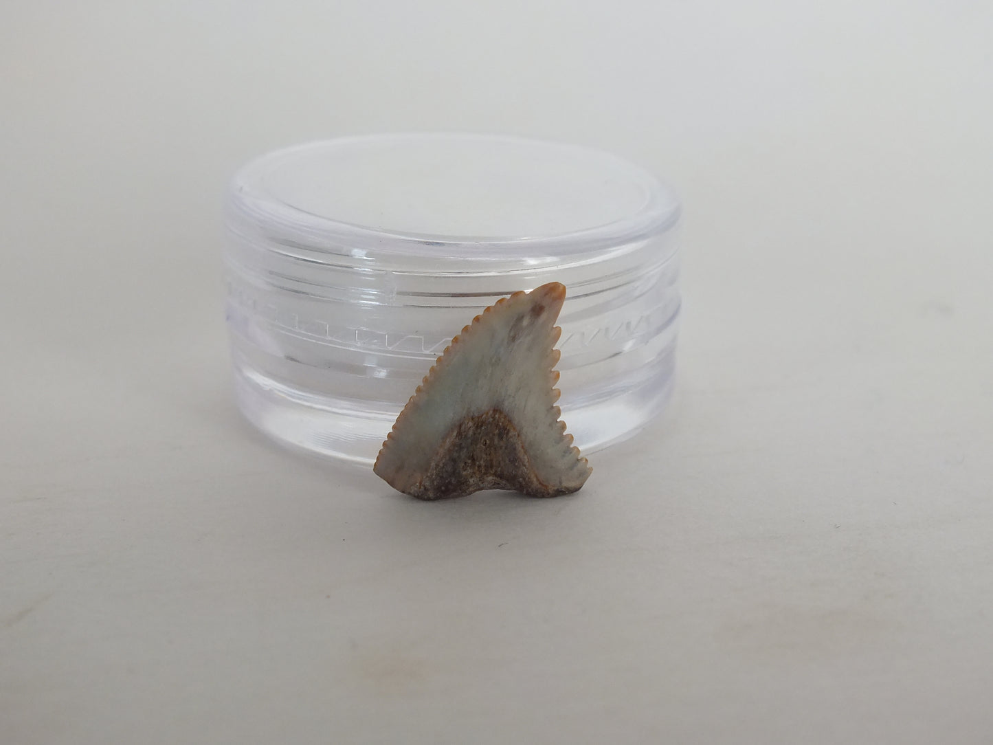 0.5" Hemipritis Shark Tooth Fossil