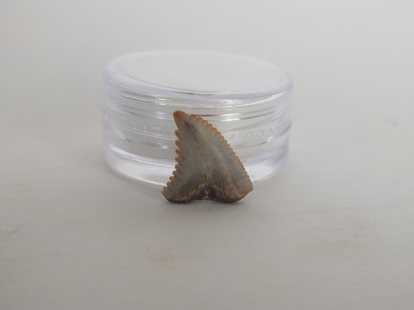 0.5" Hemipritis Shark Tooth Fossil