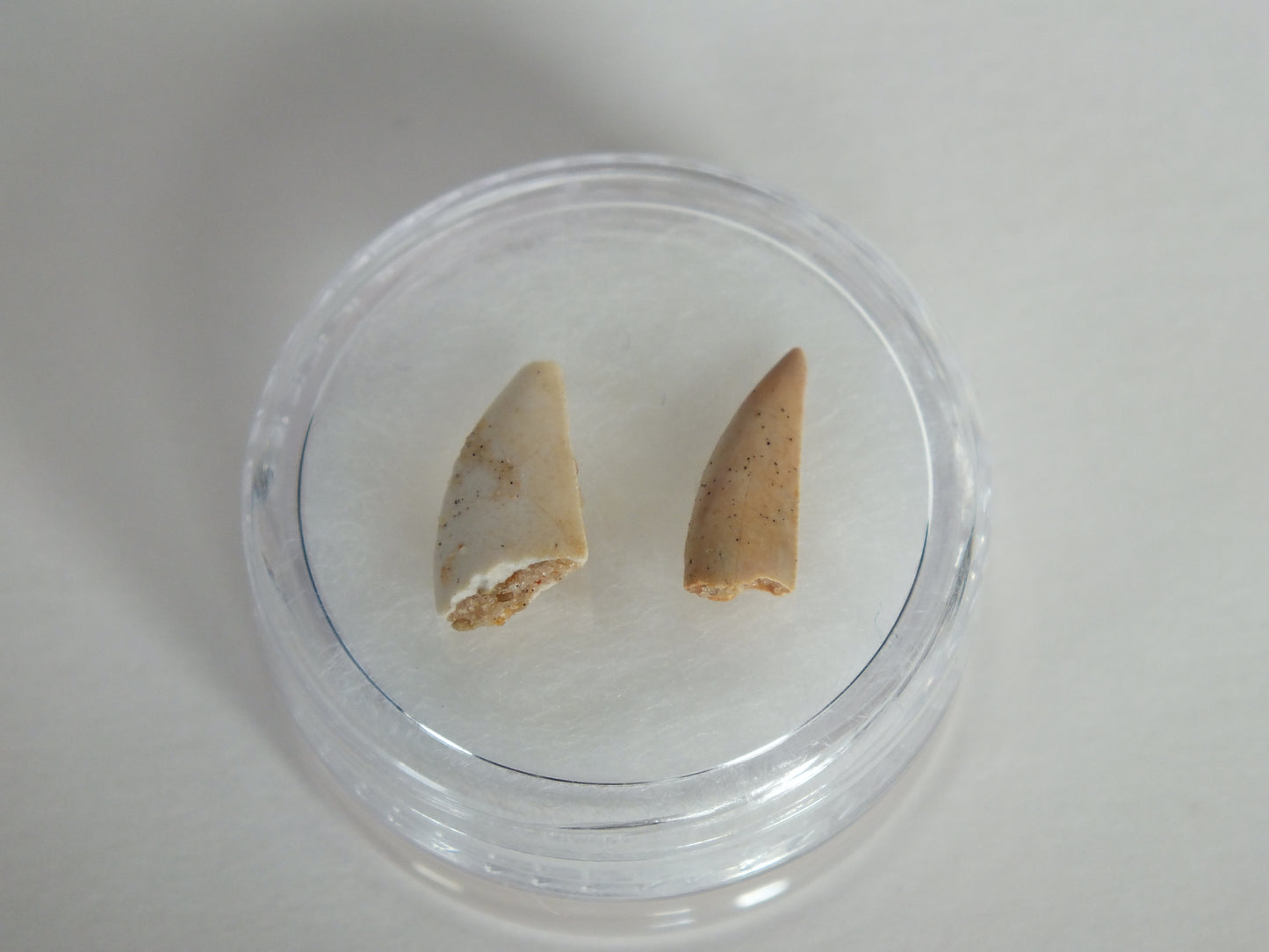 Pair Of Abelisaurus Raptor Tooth