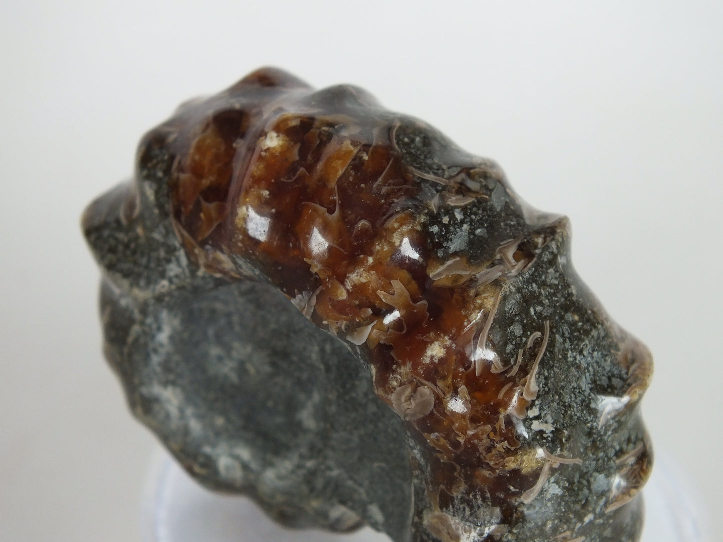 41.9G Ammonite