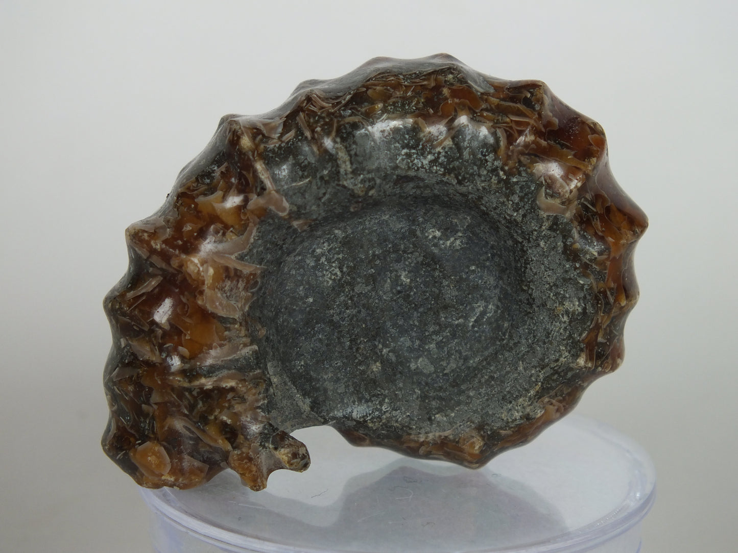 41.9G Ammonite