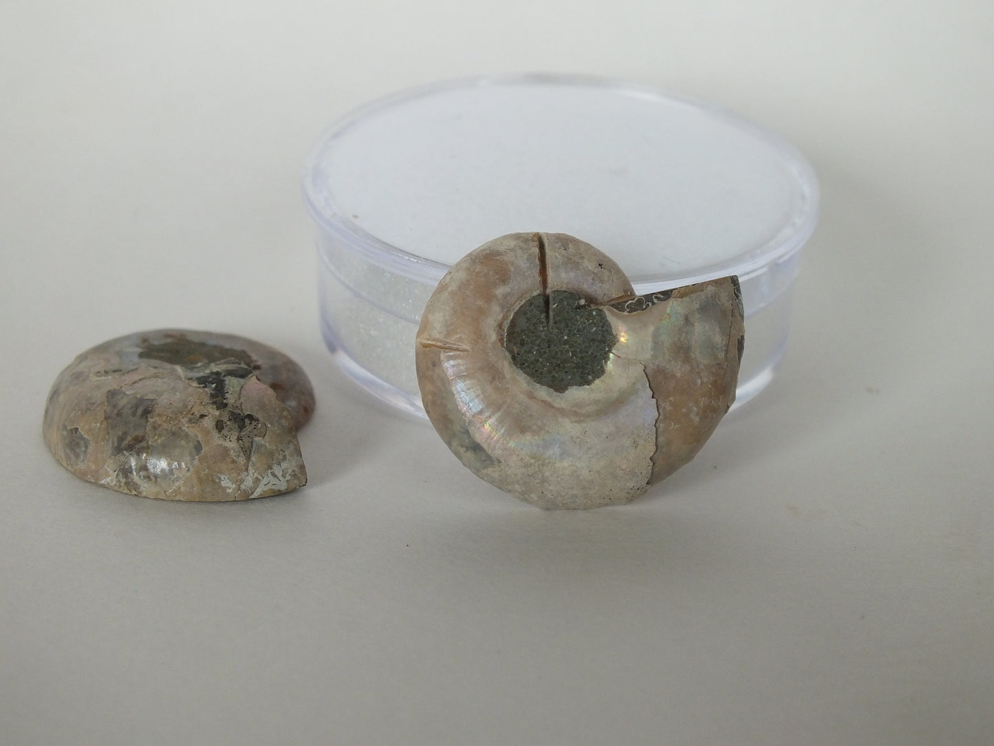 Pair of Cut/Polished Ammonites