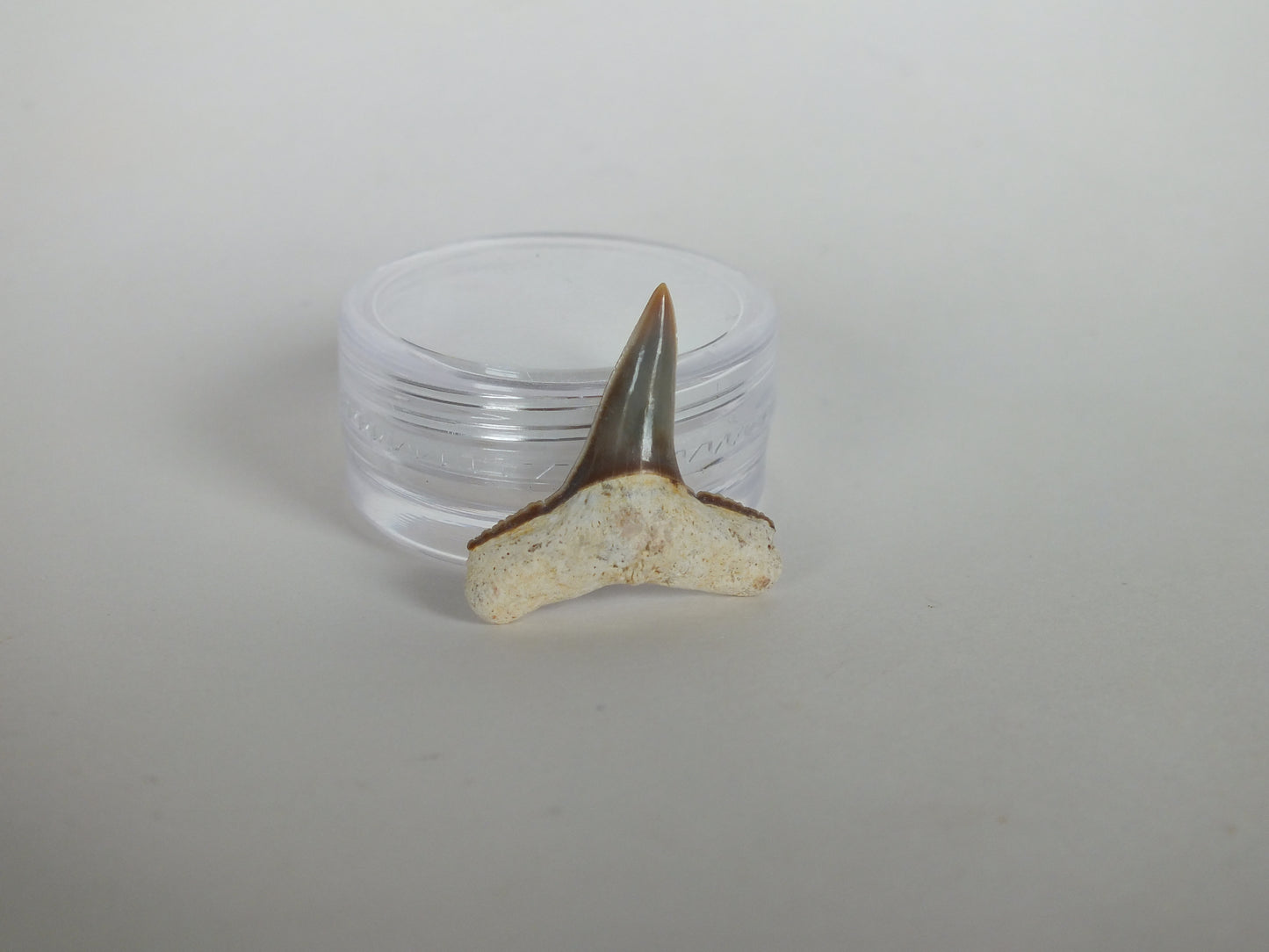 0.86" Lemon Shark Tooth (Bone Valley)