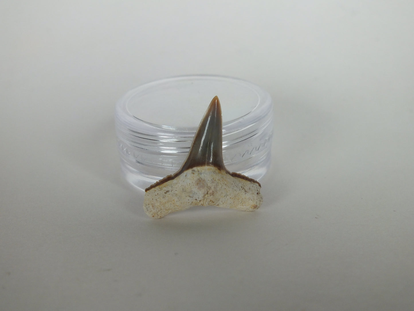 0.86" Lemon Shark Tooth (Bone Valley)