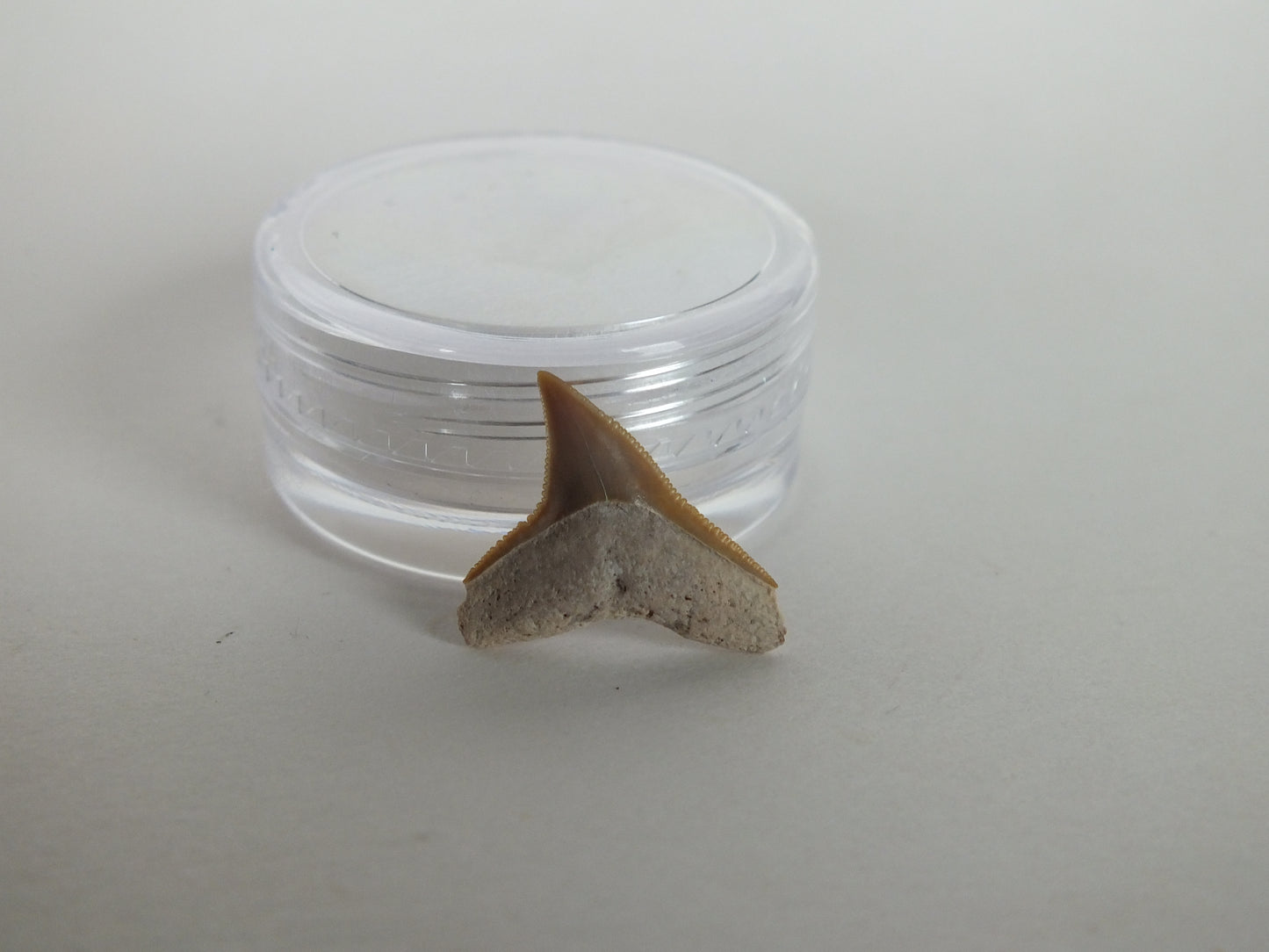 0.66" Bull Shark Tooth (Bone Valley)