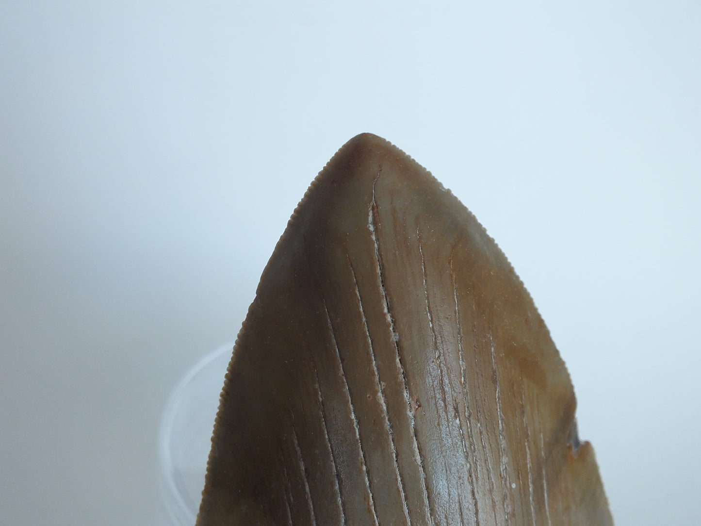 5.32" Megalodon Tooth