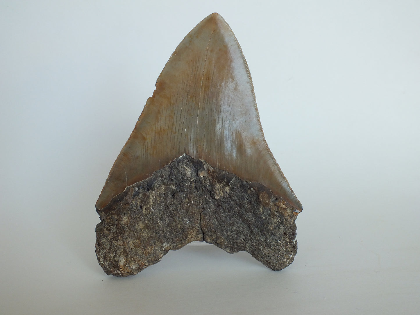 5.32" Megalodon Tooth