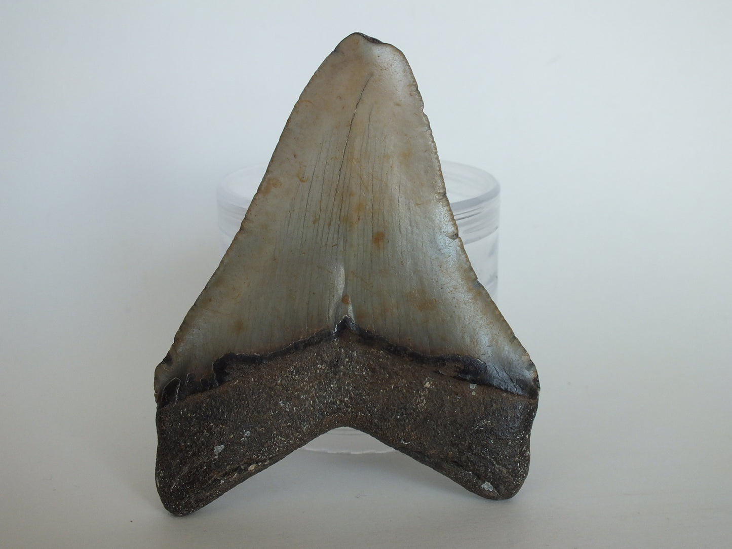 4.03" Megalodon Tooth