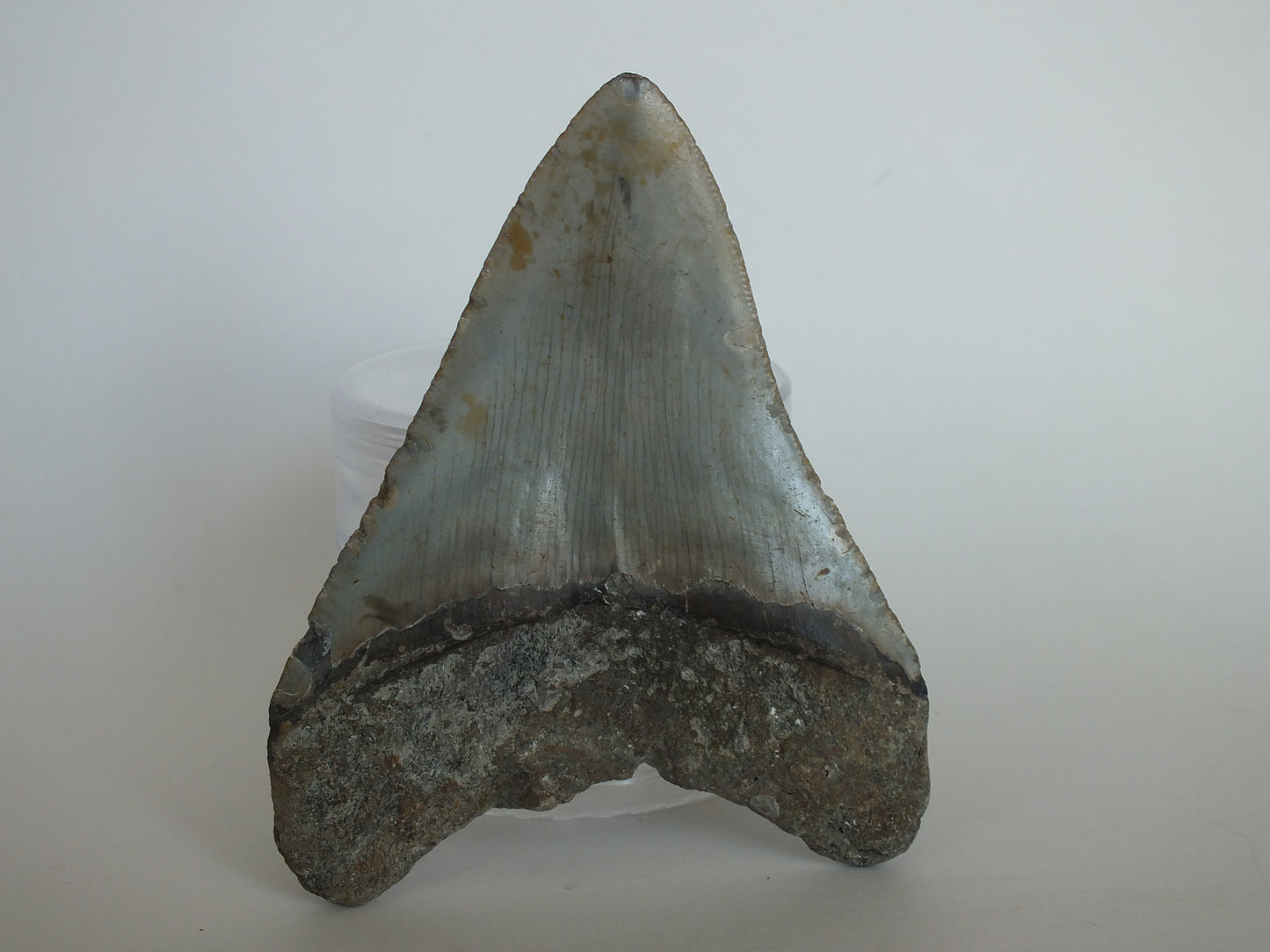 4.25" Megalodon Tooth