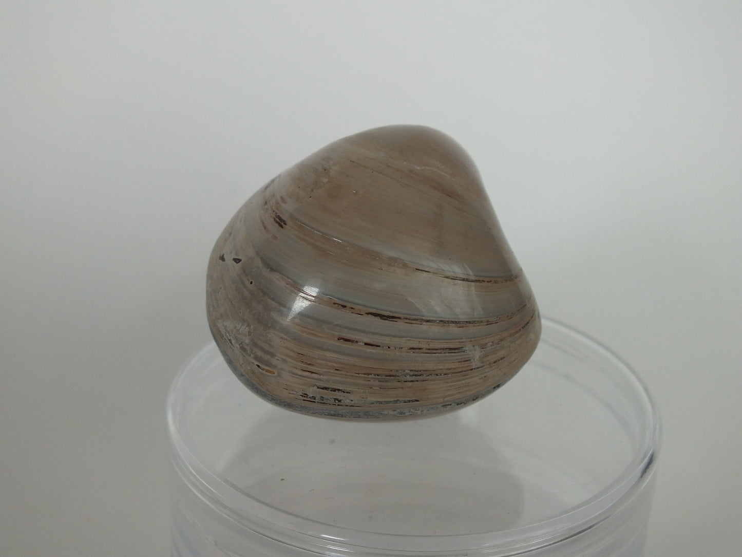2" Fossil Bivalve (Madagascar)
