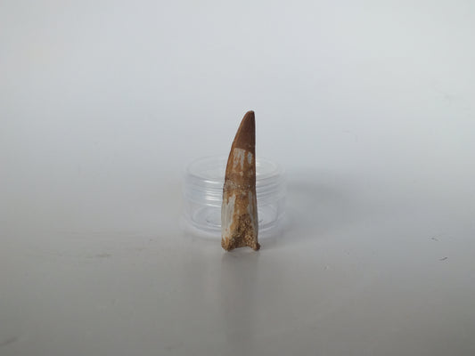 1.7" Plesiosaurus Tooth