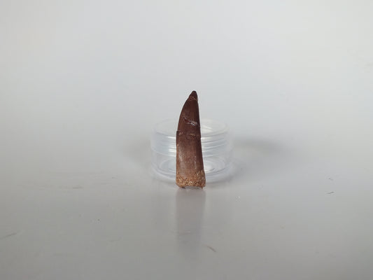 1.57" Plesiosaurus Tooth