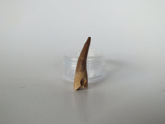 1.71" Plesiosaurus Tooth