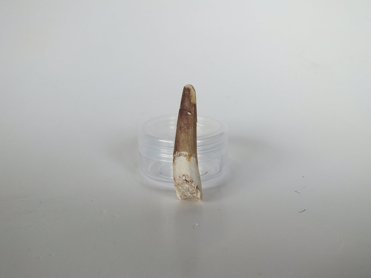 1.69" Plesiosaurus Tooth