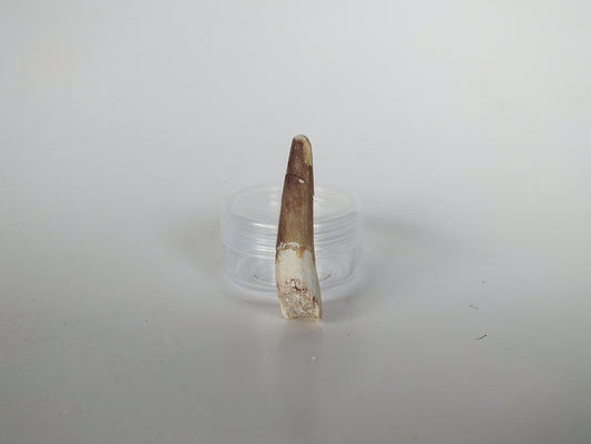 1.69" Plesiosaurus Tooth