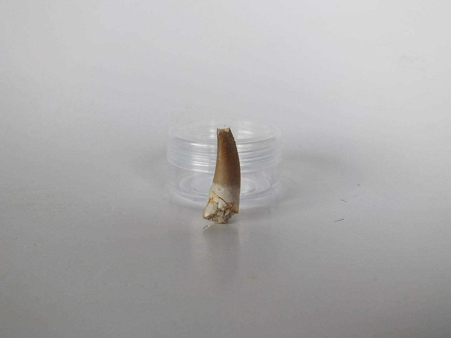 1.1" Plesiosaurus Tooth