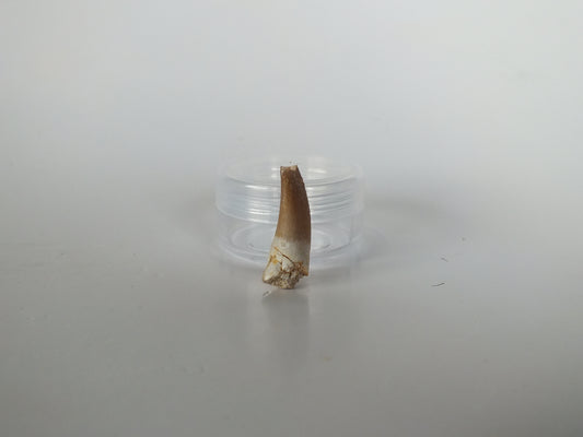 1.1" Plesiosaurus Tooth