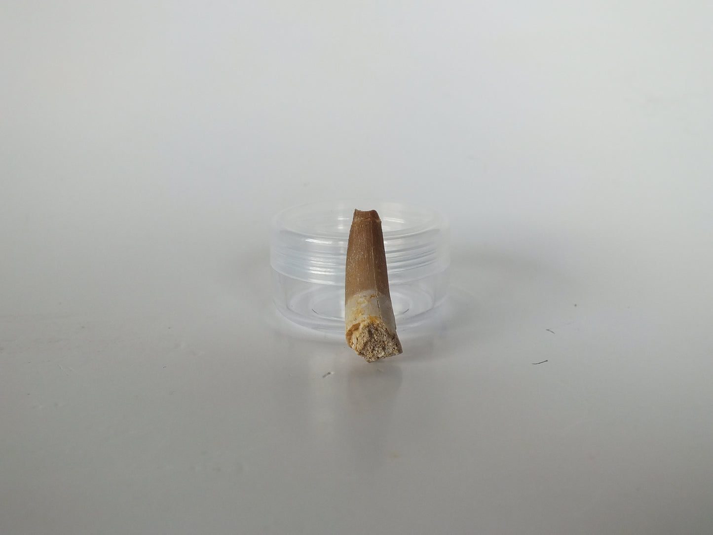 1.1" Plesiosaurus Tooth