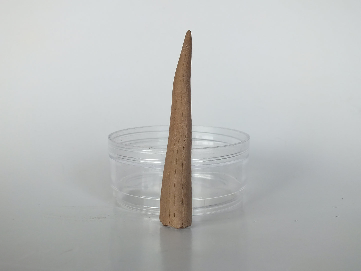 3.4" Fossil Deer antler