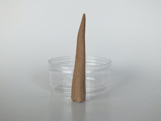 3.4" Fossil Deer antler