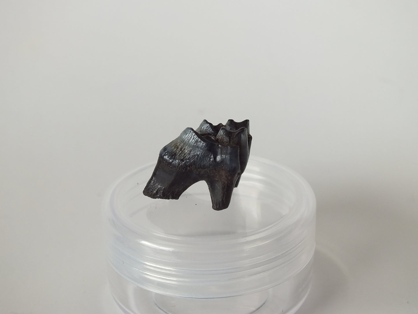 0.78" Fossil Deer Tooth