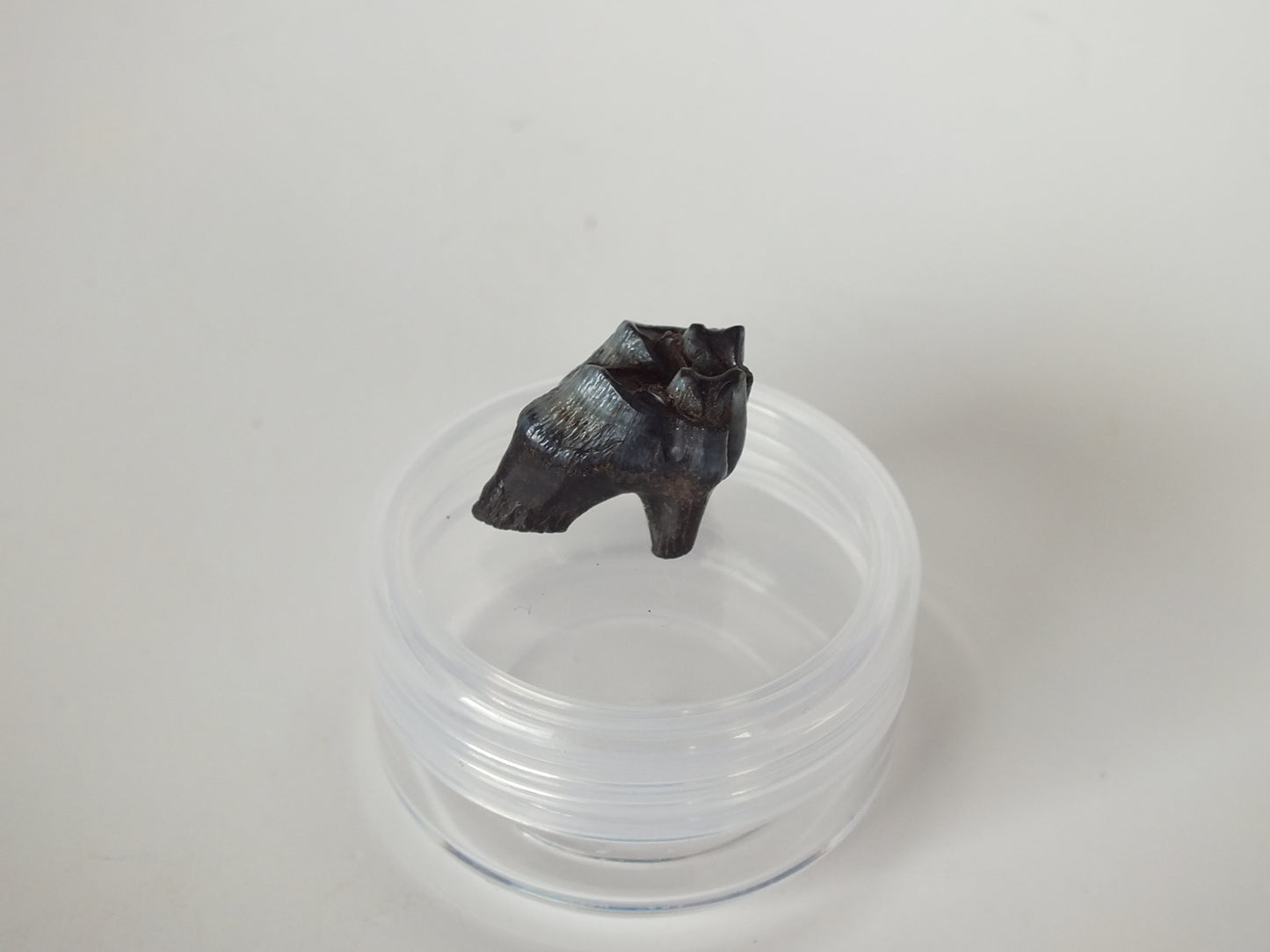 0.78" Fossil Deer Tooth