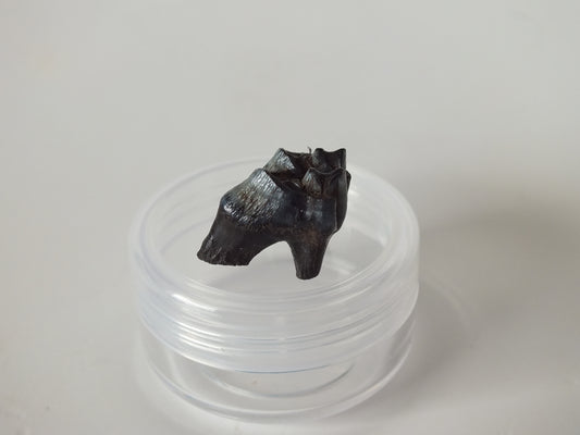 0.78" Fossil Deer Tooth