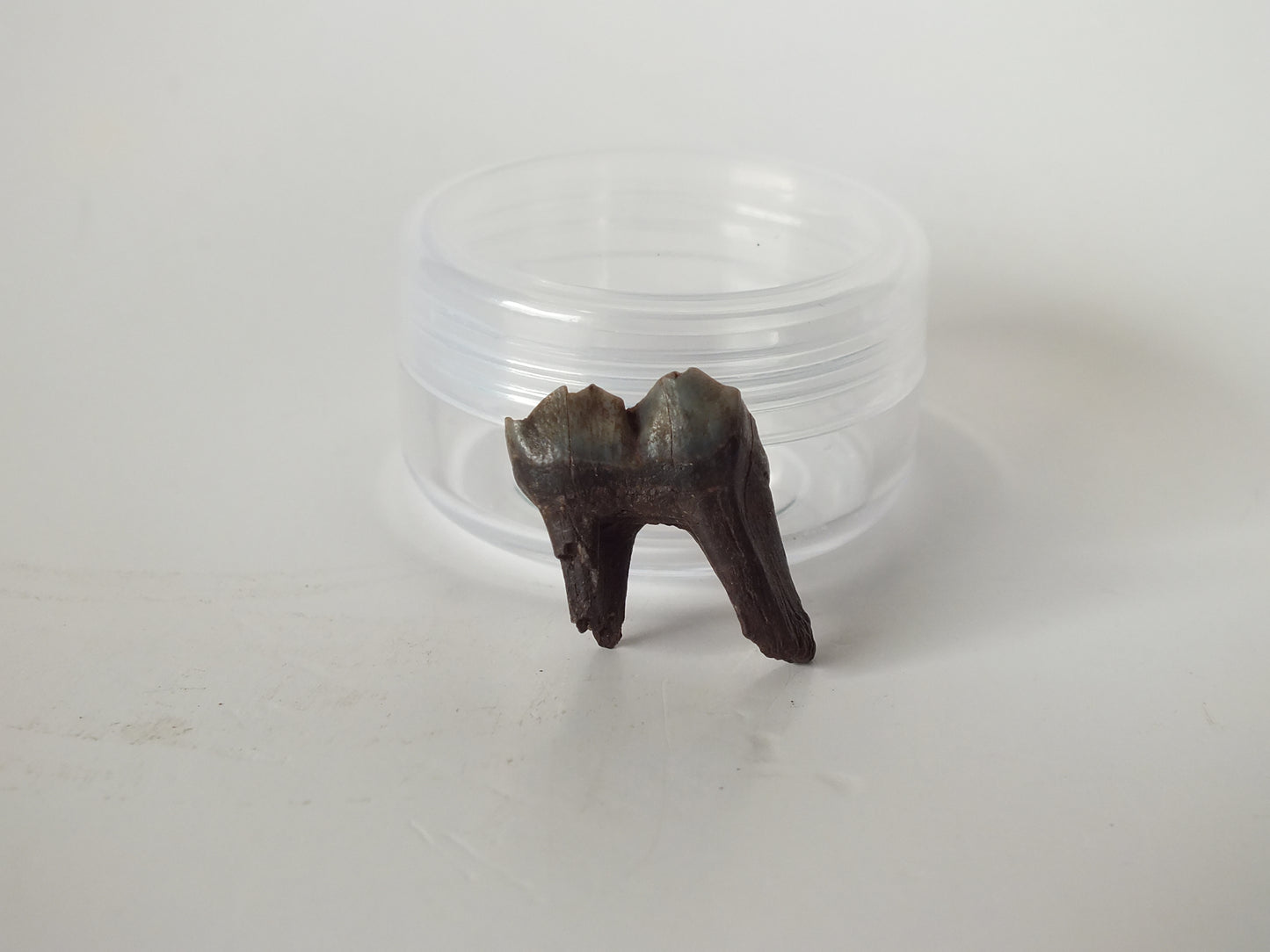 1" Deer Fossil Tooth