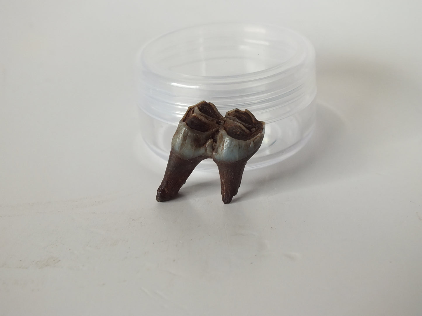 1" Deer Fossil Tooth