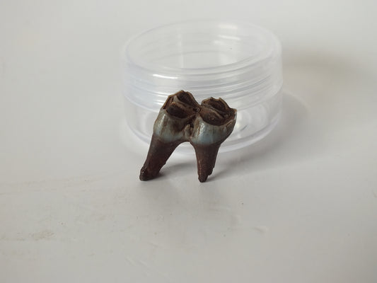 1" Deer Fossil Tooth