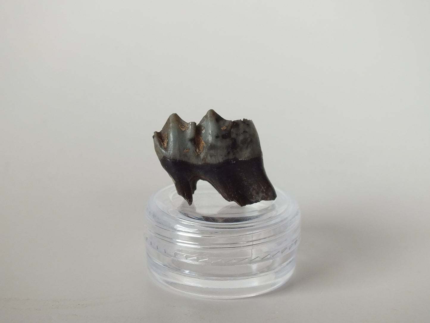 1" Fossil Deer Tooth